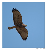 Swainson's Hawk