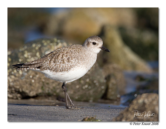 Black-bellied Plover
