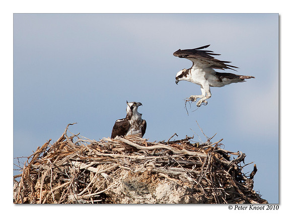 Osprey