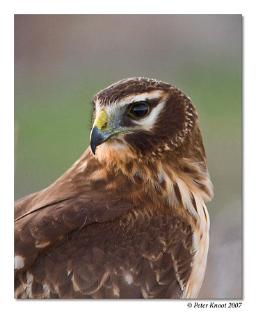 Northern Harrier