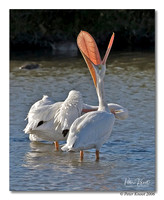 American White Pelican