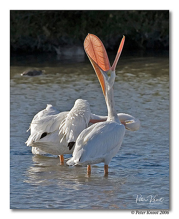 American White Pelican