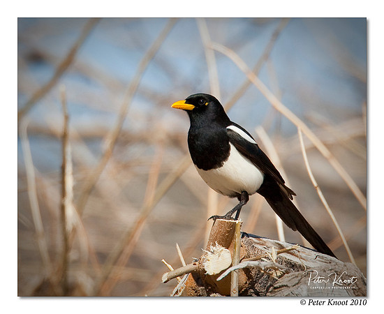 Yellow-billed Magpie