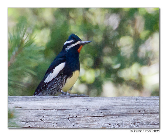 Williamson's Sapsucker
