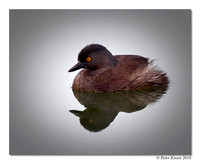 Least Grebe