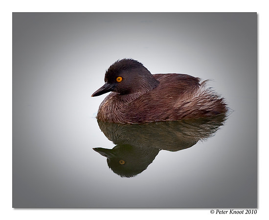 Least Grebe