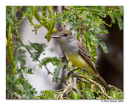 Brown Crested Flycatcher