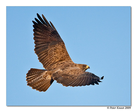 Swainson's Hawk