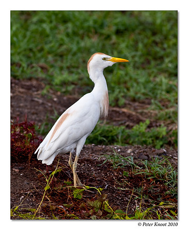 Cattle Egret