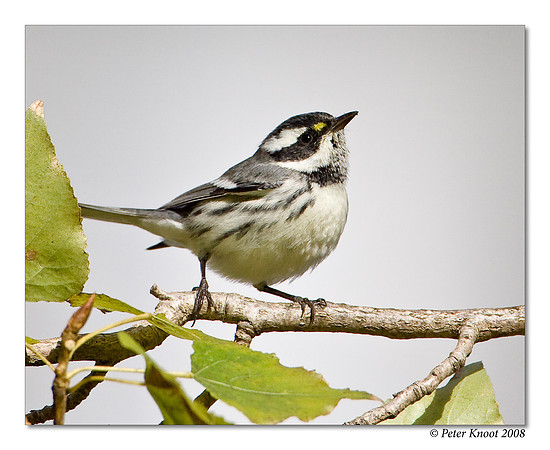 Black-throated Gray Warbler