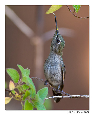 Anna's Hummingbird