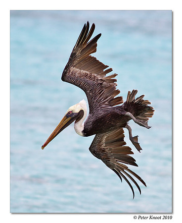 Brown Pelican