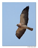 Swainson's Hawk