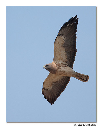 Swainson's Hawk