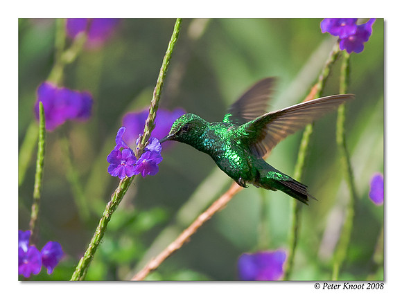 Blue-tailed Emerald Hummingbird
