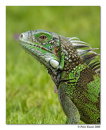 Iguana