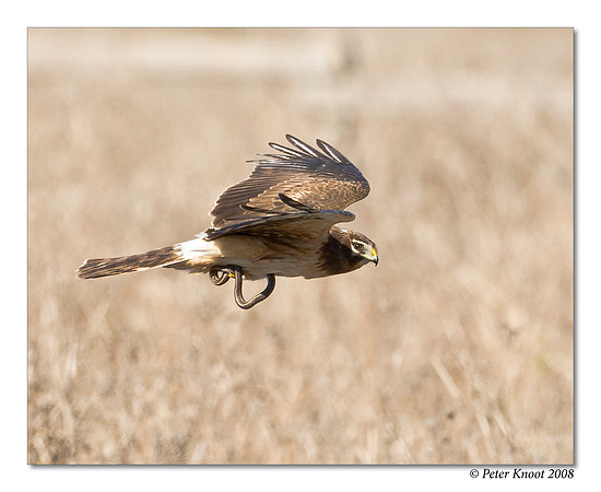 Northern Harrier