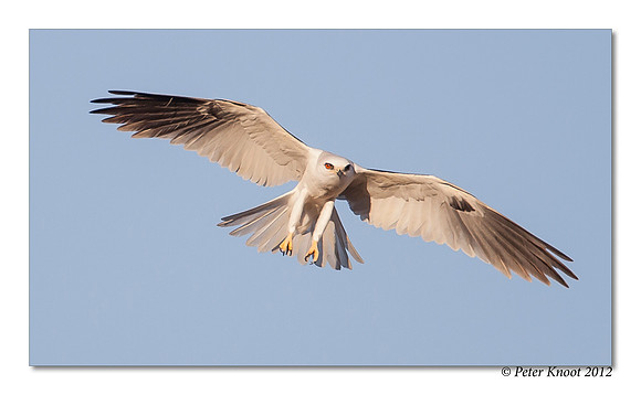 White-tailed Kite