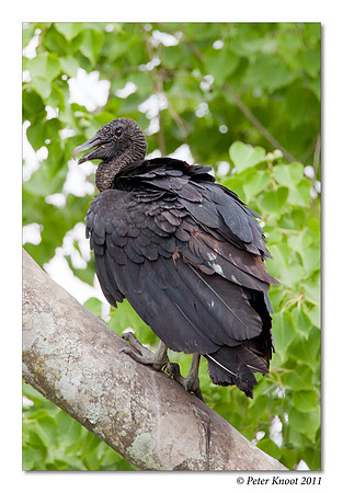 Black Vulture