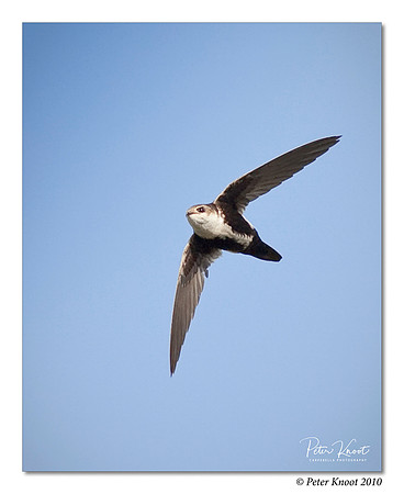White-throated Swift