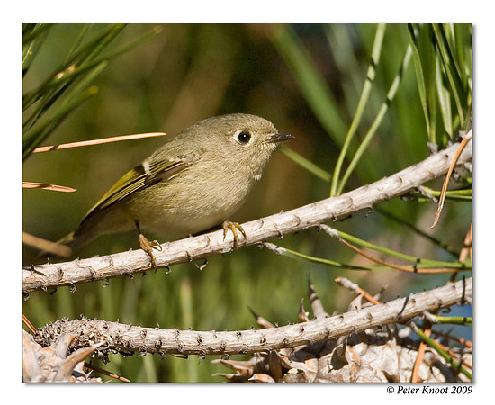 Ruby-crowned Kinglet