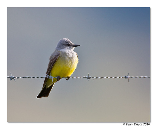 Western Kingbird