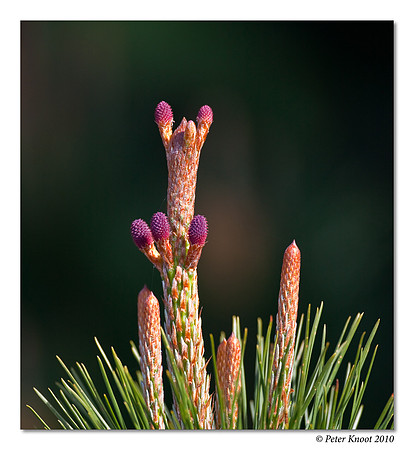 Pine Cones