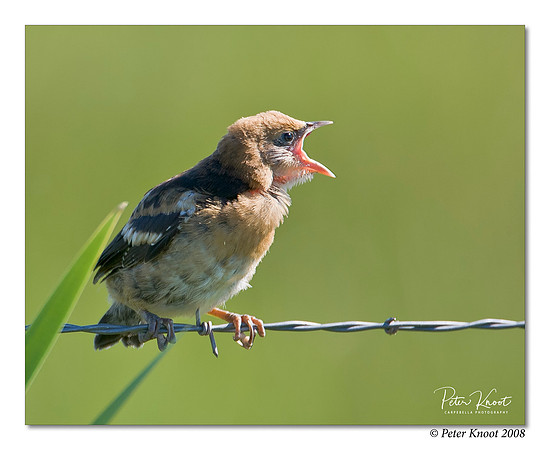 Yellow-headed Blackbird