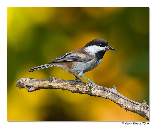Chestnut-backed Chickadee
