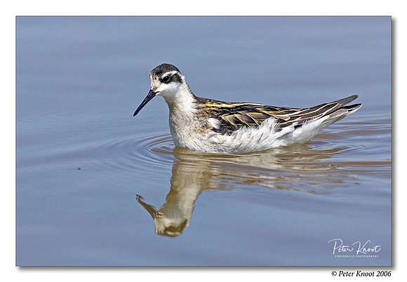 Red-necked Phalarope