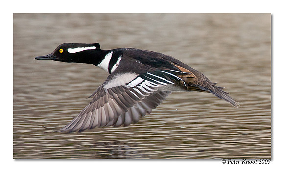Hooded Merganser