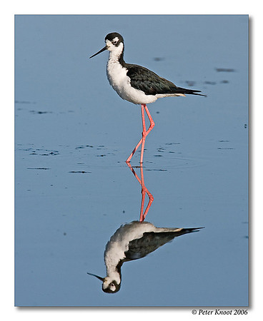 Black-necked Stilt