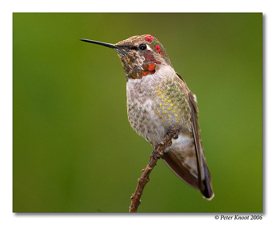 Anna's Hummingbird