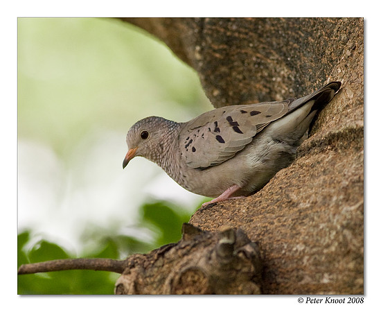 Common Ground Dove