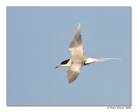 Forster's Tern