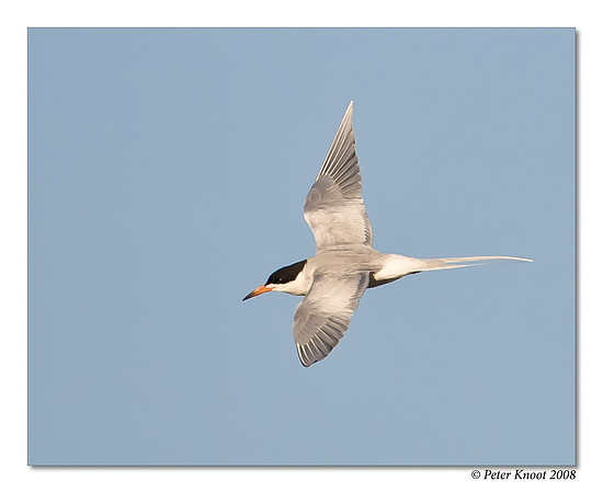 Forster's Tern