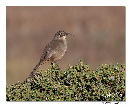 California Thrasher