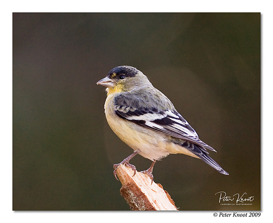 Lesser Goldfinch