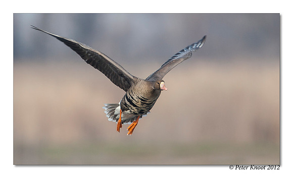 Greater White-fronted Goose
