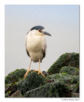 Black-crowned Night-Heron