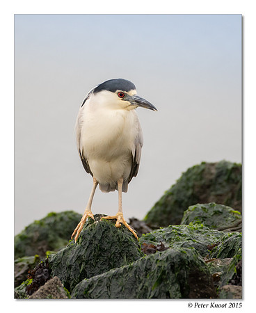Black-crowned Night-Heron