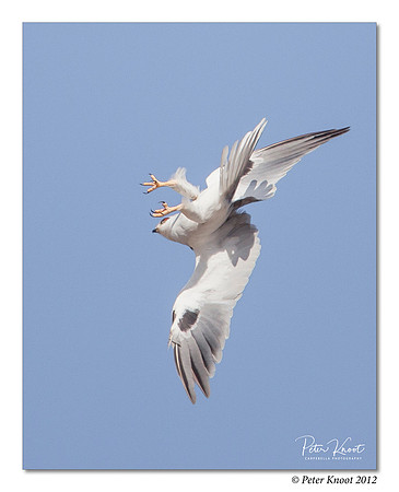 White-tailed Kite