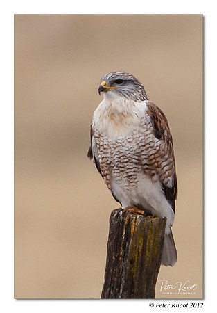 Ferruginous Hawk