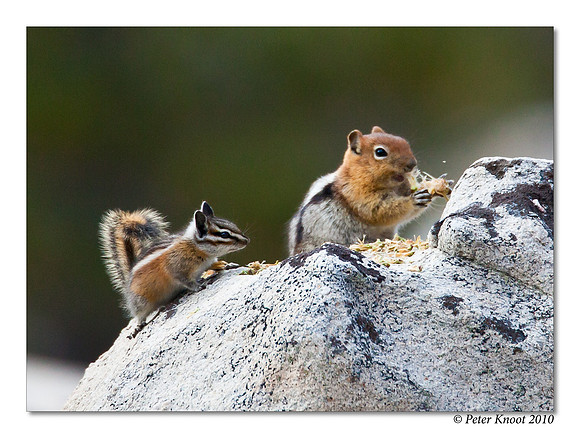 Lodgepole Chipmunk and Golden-mantled Ground Squirrel