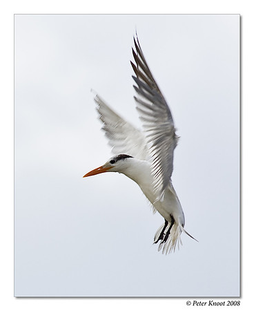 Royal Tern