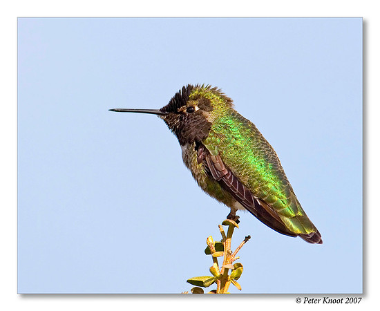 Anna's Hummingbird