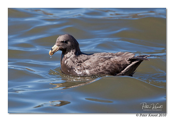 Northern Fulmar