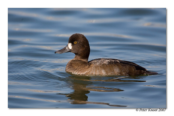 peter_lesser_scaup_15