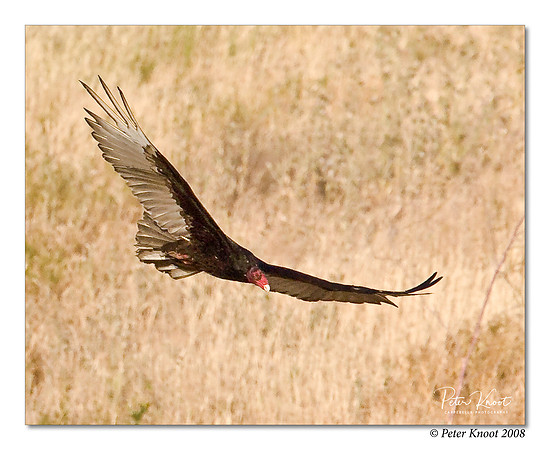 Turkey Vulture