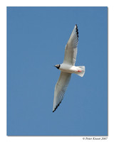 Bonaparte's Gull